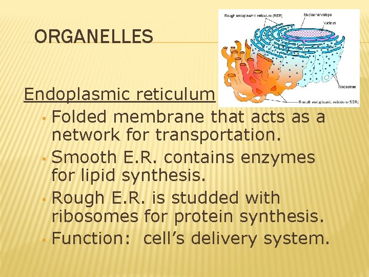 ORGANELLES Endoplasmic reticulum • Folded membrane that acts as a network for transportation. • ORGANELLES Endoplasmic reticulum • Folded membrane that acts as a network for transportation. •