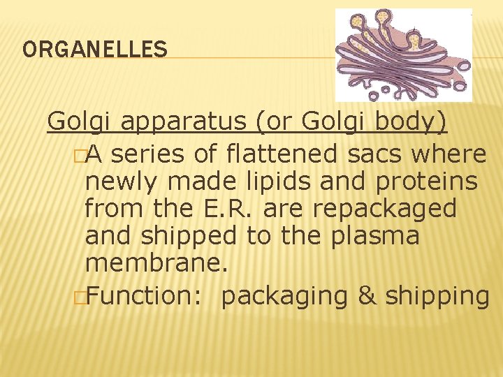 ORGANELLES Golgi apparatus (or Golgi body) �A series of flattened sacs where newly made ORGANELLES Golgi apparatus (or Golgi body) �A series of flattened sacs where newly made