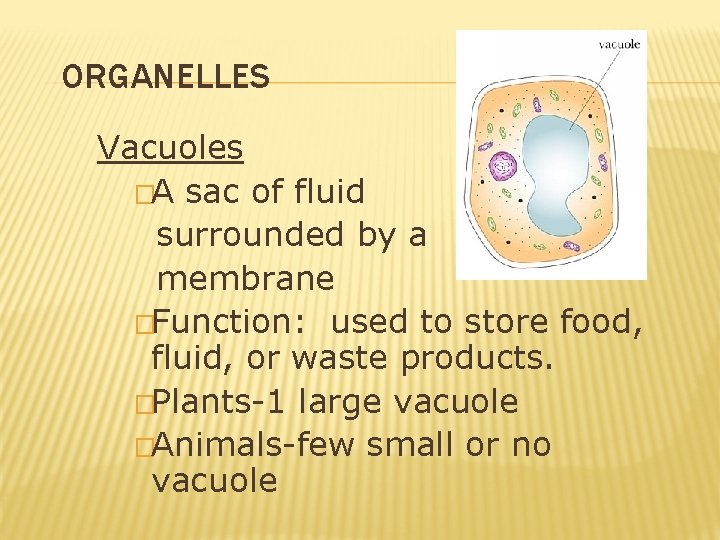 ORGANELLES Vacuoles �A sac of fluid surrounded by a membrane �Function: used to store ORGANELLES Vacuoles �A sac of fluid surrounded by a membrane �Function: used to store