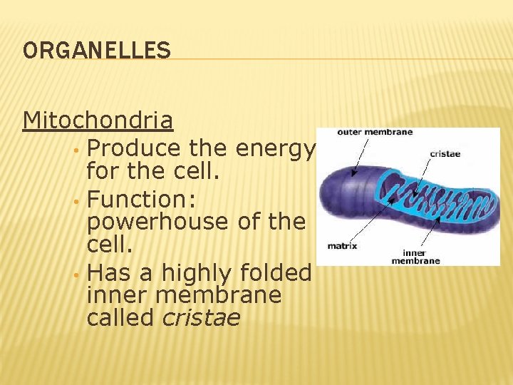ORGANELLES Mitochondria • Produce the energy for the cell. • Function: powerhouse of the ORGANELLES Mitochondria • Produce the energy for the cell. • Function: powerhouse of the