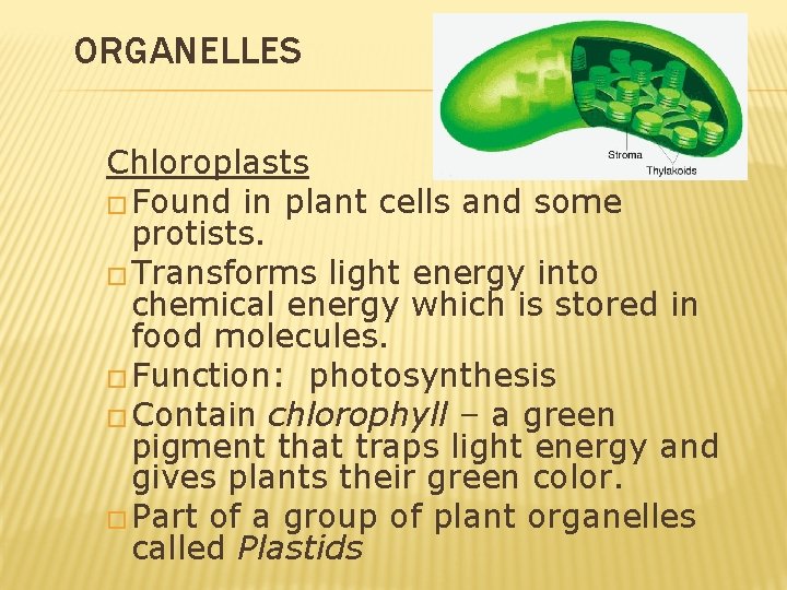 ORGANELLES Chloroplasts � Found in plant cells and some protists. � Transforms light energy ORGANELLES Chloroplasts � Found in plant cells and some protists. � Transforms light energy
