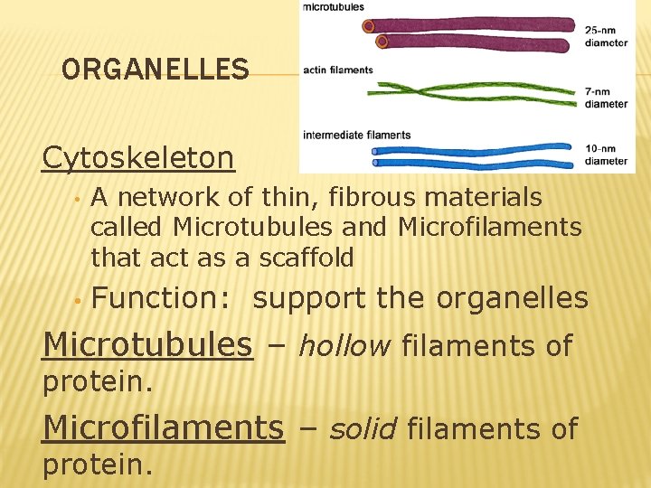 ORGANELLES Cytoskeleton • • A network of thin, fibrous materials called Microtubules and Microfilaments ORGANELLES Cytoskeleton • • A network of thin, fibrous materials called Microtubules and Microfilaments