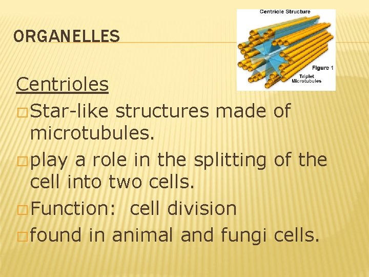 ORGANELLES Centrioles � Star-like structures made of microtubules. � play a role in the ORGANELLES Centrioles � Star-like structures made of microtubules. � play a role in the