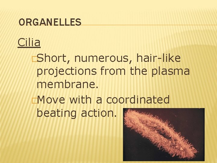 ORGANELLES Cilia �Short, numerous, hair-like projections from the plasma membrane. �Move with a coordinated ORGANELLES Cilia �Short, numerous, hair-like projections from the plasma membrane. �Move with a coordinated