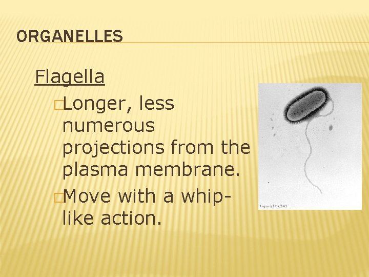 ORGANELLES Flagella �Longer, less numerous projections from the plasma membrane. �Move with a whiplike ORGANELLES Flagella �Longer, less numerous projections from the plasma membrane. �Move with a whiplike