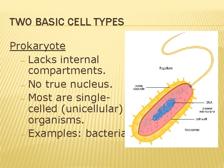 TWO BASIC CELL TYPES Prokaryote – Lacks internal compartments. – No true nucleus. – TWO BASIC CELL TYPES Prokaryote – Lacks internal compartments. – No true nucleus. –