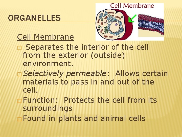 ORGANELLES Cell Membrane � Separates the interior of the cell from the exterior (outside) ORGANELLES Cell Membrane � Separates the interior of the cell from the exterior (outside)