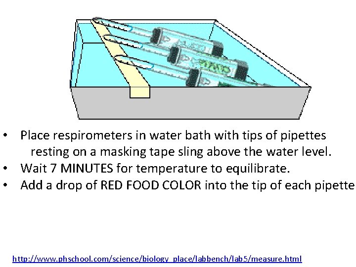  • Place respirometers in water bath with tips of pipettes resting on a