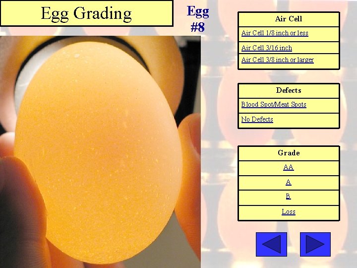 Egg Grading Egg #8 Air Cell 1/8 inch or less Air Cell 3/16 inch