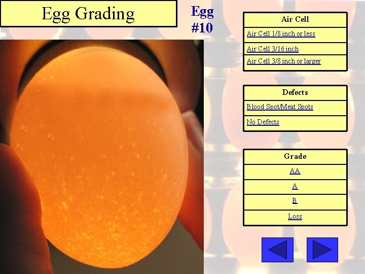 Egg Grading Egg #10 Air Cell 1/8 inch or less Air Cell 3/16 inch
