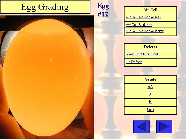 Egg Grading Egg #12 Air Cell 1/8 inch or less Air Cell 3/16 inch