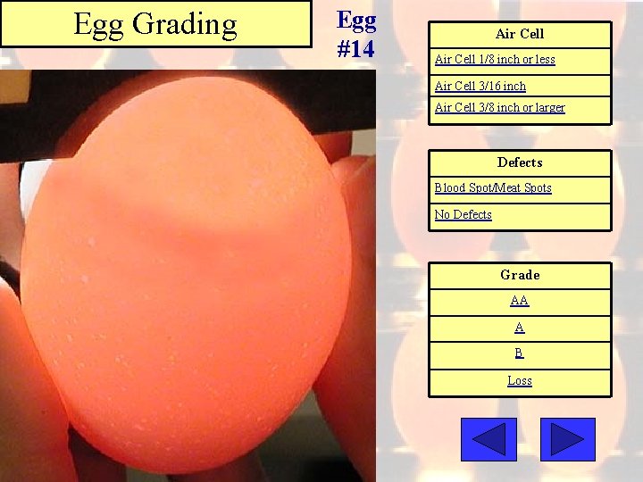 Egg Grading Egg #14 Air Cell 1/8 inch or less Air Cell 3/16 inch