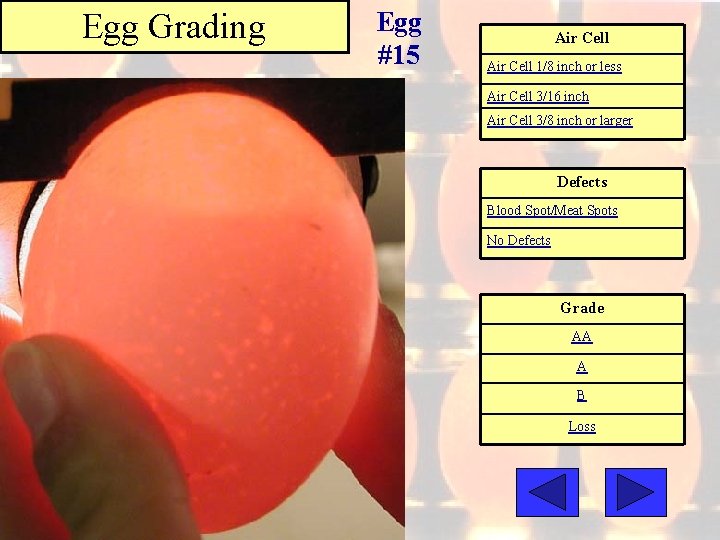 Egg Grading Egg #15 Air Cell 1/8 inch or less Air Cell 3/16 inch