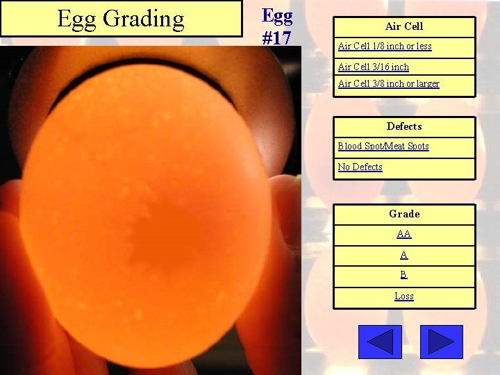 Egg Grading Egg #17 Air Cell 1/8 inch or less Air Cell 3/16 inch