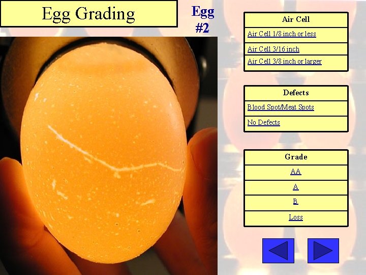 Egg Grading Egg #2 Air Cell 1/8 inch or less Air Cell 3/16 inch