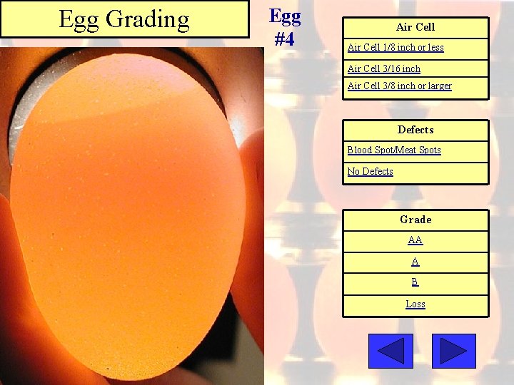 Egg Grading Egg #4 Air Cell 1/8 inch or less Air Cell 3/16 inch