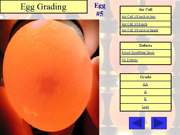 Egg Grading Egg #5 Air Cell 1/8 inch or less Air Cell 3/16 inch