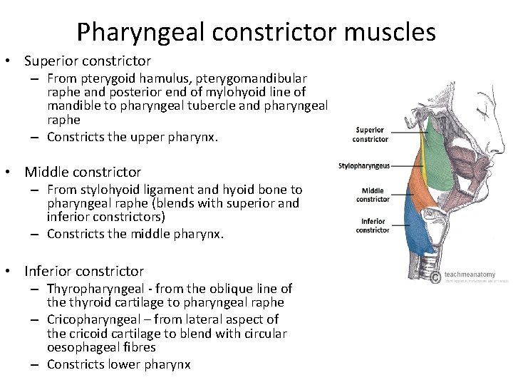Pharyngeal constrictor muscles • Superior constrictor – From pterygoid hamulus, pterygomandibular raphe and posterior