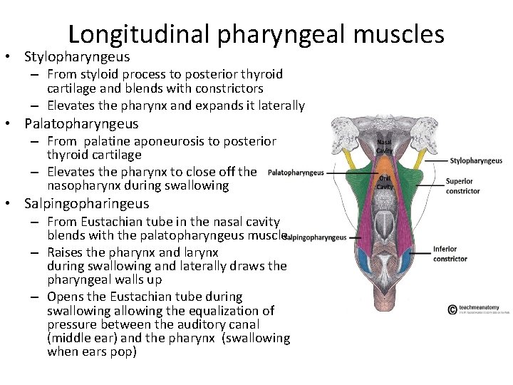 Longitudinal pharyngeal muscles • Stylopharyngeus – From styloid process to posterior thyroid cartilage and
