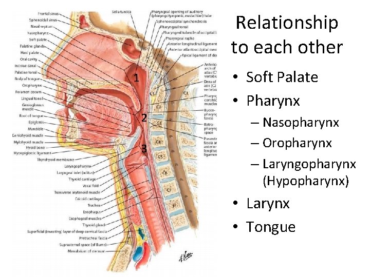Relationship to each other • Soft Palate • Pharynx – Nasopharynx – Oropharynx –