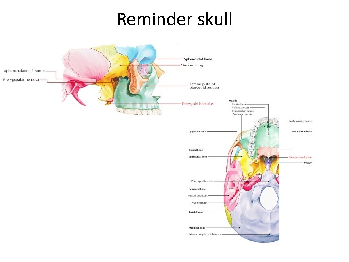 Reminder skull 
