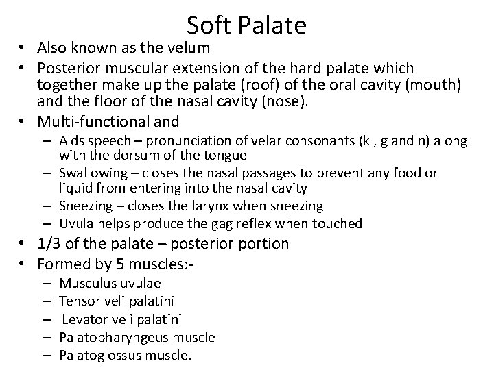 Soft Palate • Also known as the velum • Posterior muscular extension of the