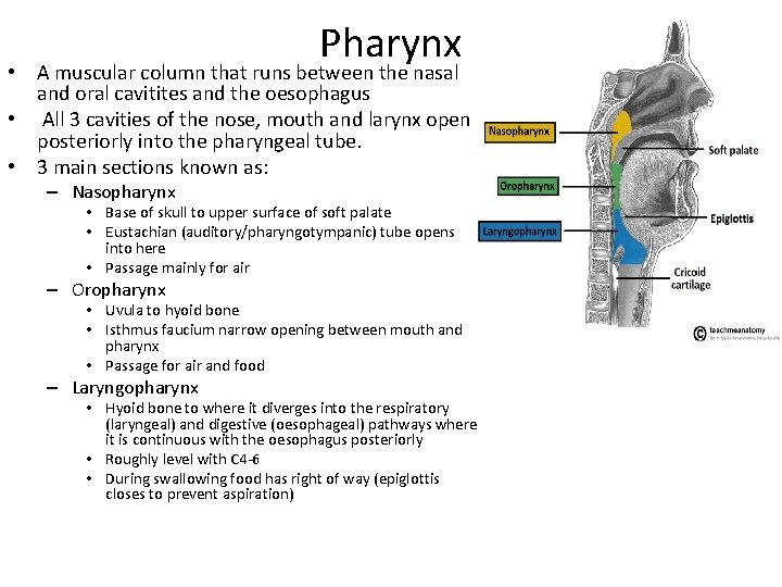 Pharynx • A muscular column that runs between the nasal and oral cavitites and