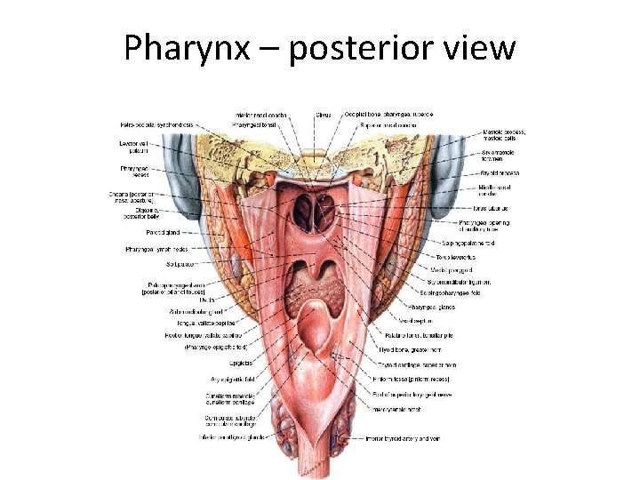 Pharynx – posterior view 