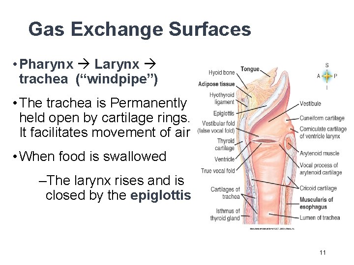 Gas Exchange Surfaces • Pharynx Larynx trachea (“windpipe”) • The trachea is Permanently held