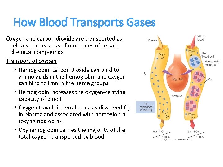 How Blood Transports Gases Oxygen and carbon dioxide are transported as solutes and as