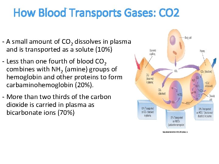 How Blood Transports Gases: CO 2 - A small amount of CO 2 dissolves