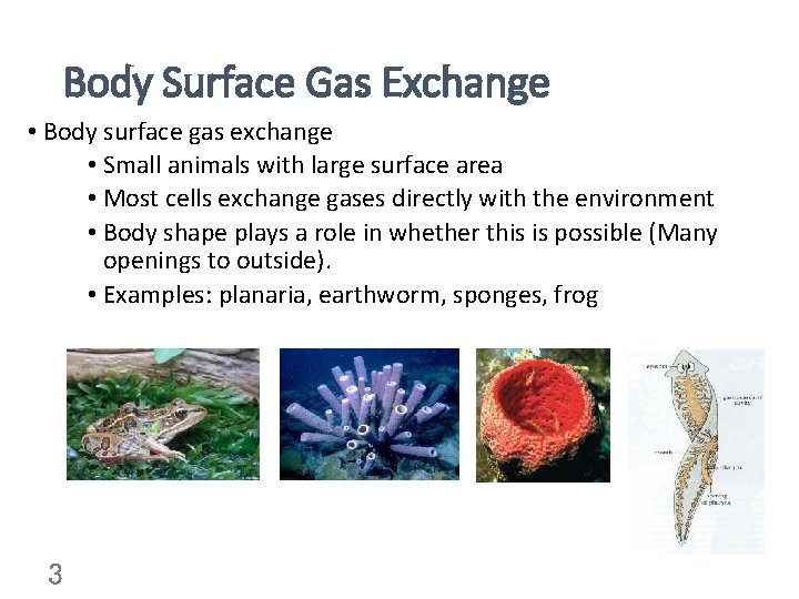 Body Surface Gas Exchange • Body surface gas exchange • Small animals with large