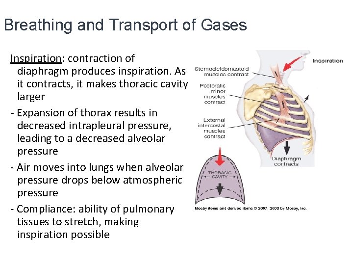 Breathing and Transport of Gases Inspiration: contraction of diaphragm produces inspiration. As it contracts,