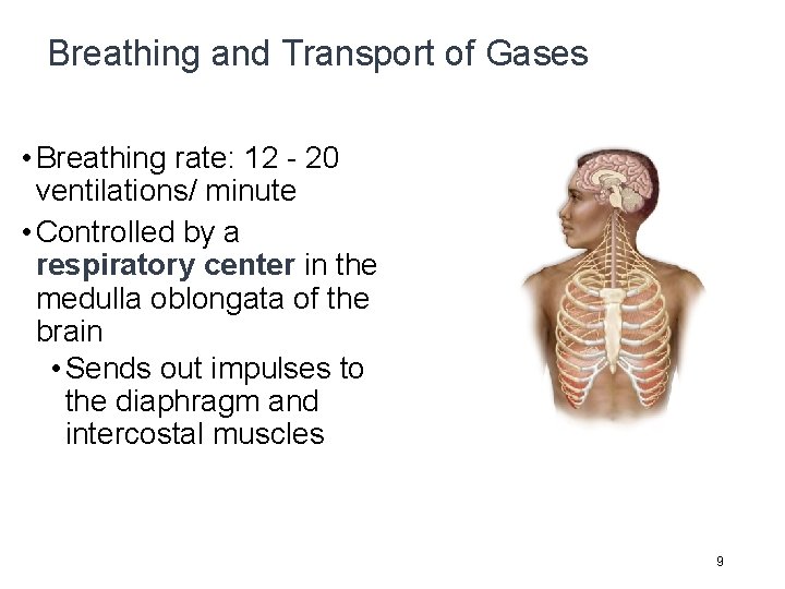 Breathing and Transport of Gases • Breathing rate: 12 - 20 ventilations/ minute •