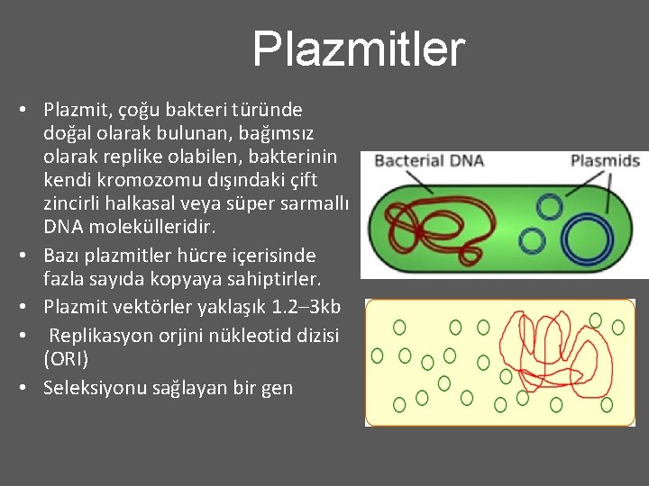 Plazmitler • Plazmit, çoğu bakteri türünde doğal olarak bulunan, bağımsız olarak replike olabilen, bakterinin