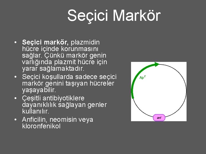 Seçici Markör • Seçici markör, plazmidin hücre içinde korunmasını sağlar. Çünkü markör genin varlığında