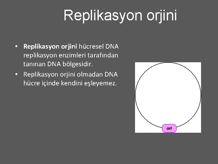Replikasyon orjini • Replikasyon orjini hücresel DNA replikasyon enzimleri tarafından tanınan DNA bölgesidir. •