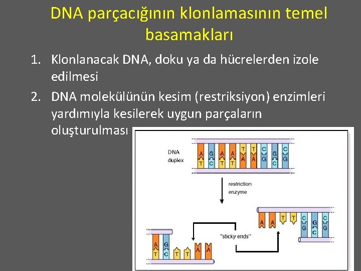 DNA parçacığının klonlamasının temel basamakları 1. Klonlanacak DNA, doku ya da hücrelerden izole edilmesi