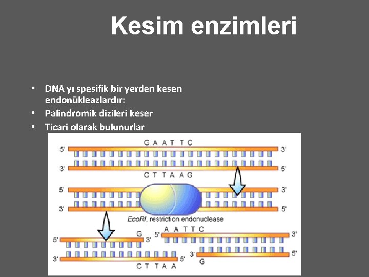 Kesim enzimleri • DNA yı spesifik bir yerden kesen endonükleazlardır: • Palindromik dizileri keser