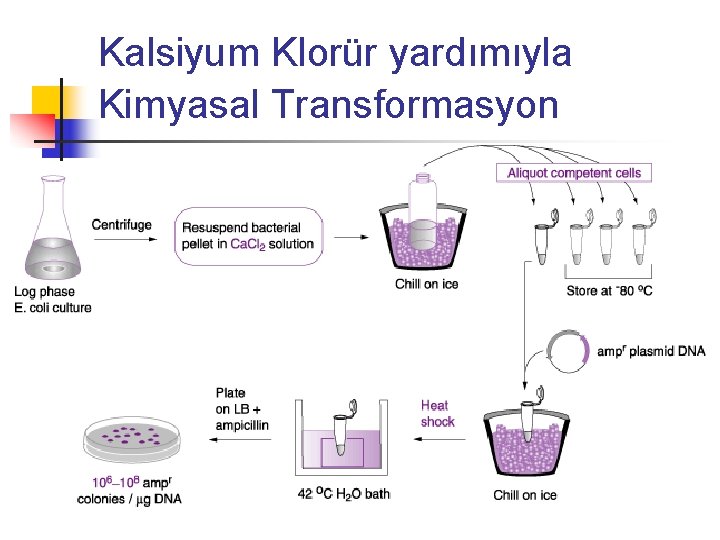 Kalsiyum Klorür yardımıyla Kimyasal Transformasyon 