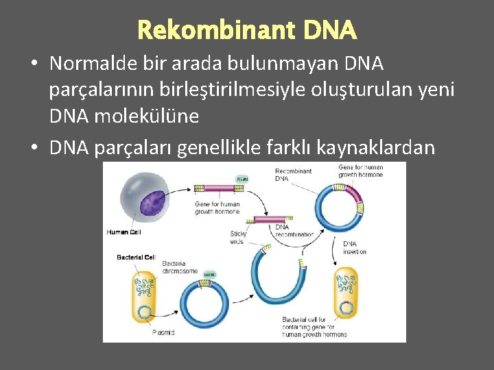 Rekombinant DNA • Normalde bir arada bulunmayan DNA parçalarının birleştirilmesiyle oluşturulan yeni DNA molekülüne