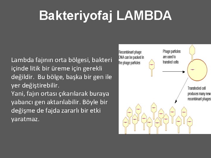Bakteriyofaj LAMBDA Lambda fajının orta bölgesi, bakteri içinde litik bir üreme için gerekli değildir.