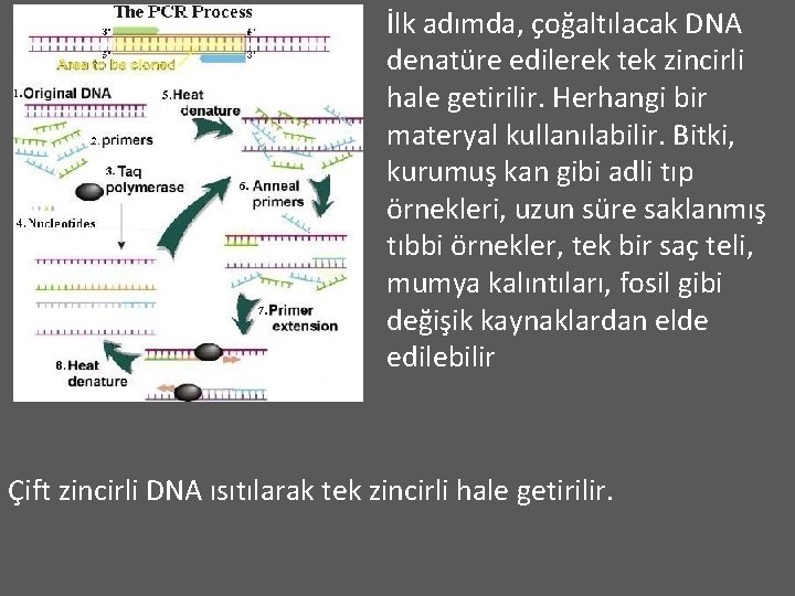 İlk adımda, çoğaltılacak DNA denatüre edilerek tek zincirli hale getirilir. Herhangi bir materyal kullanılabilir.