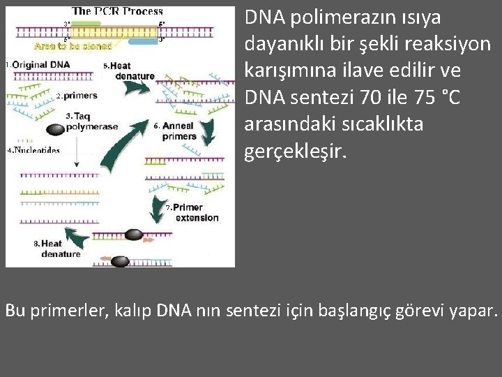 DNA polimerazın ısıya dayanıklı bir şekli reaksiyon karışımına ilave edilir ve DNA sentezi 70