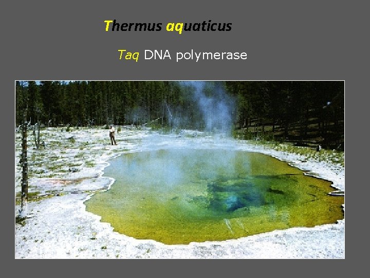 Thermus aquaticus Taq DNA polymerase 