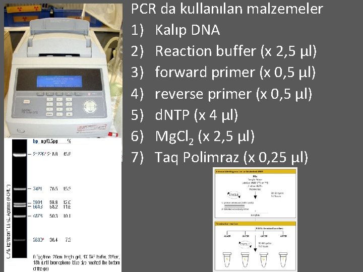 PCR da kullanılan malzemeler 1) Kalıp DNA 2) Reaction buffer (x 2, 5 µl)