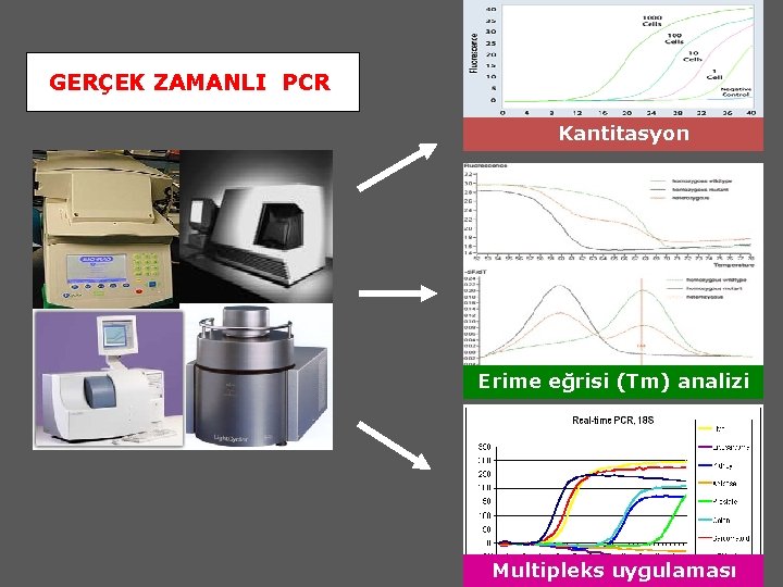 GERÇEK ZAMANLI PCR Kantitasyon Erime eğrisi (Tm) analizi Multipleks uygulaması 
