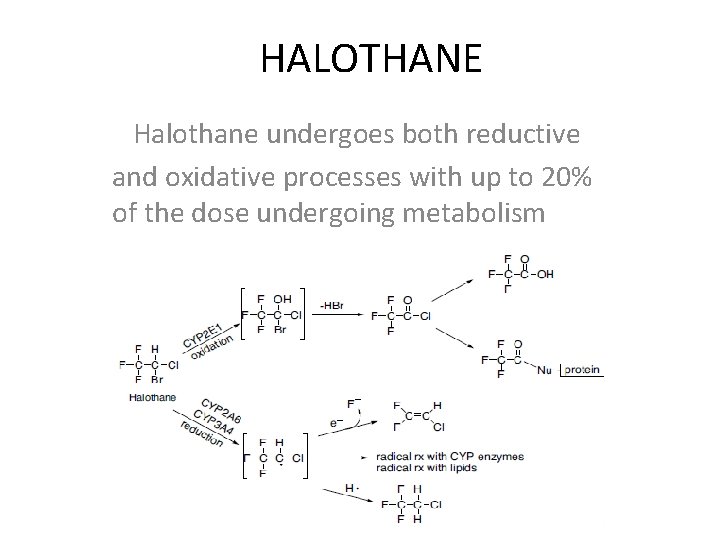 HALOTHANE Halothane undergoes both reductive and oxidative processes with up to 20% of the