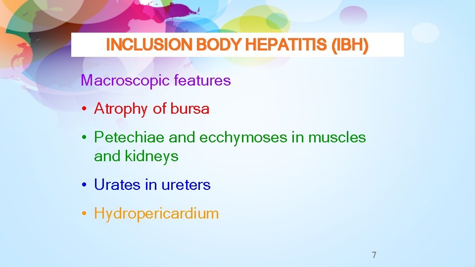 INCLUSION BODY HEPATITIS (IBH) Macroscopic features • Atrophy of bursa • Petechiae and ecchymoses