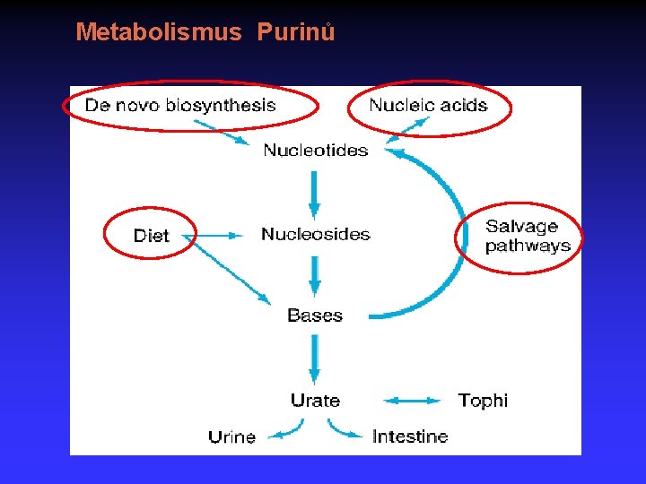 Metabolismus Purinů 